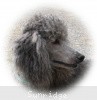 A photo of X. Twilight Princess, a silver standard poodle