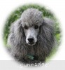 A photo of X. Twilight Princess, a silver standard poodle