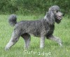 A picture of X. Twilight Princess, a silver standard poodle