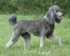 A photo of X. Twilight Princess, a silver standard poodle