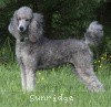 A photo of X. Twilight Princess, a silver standard poodle