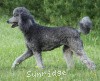 A photo of X. Twilight Princess, a silver standard poodle