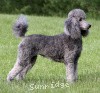 A photo of X. Twilight Princess, a silver standard poodle