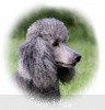 A photo of X. Twilight Princess, a silver standard poodle