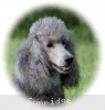 A photo of X. Twilight Princess, a silver standard poodle