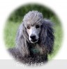 A photo of X. Twilight Princess, a silver standard poodle