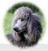 A photo of X. Twilight Princess, a silver standard poodle