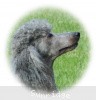 A photo of X. Twilight Princess, a silver standard poodle