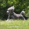 A photo of X. Twilight Princess, a silver standard poodle