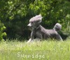 A photo of X. Twilight Princess, a silver standard poodle