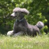 A photo of X. Twilight Princess, a silver standard poodle