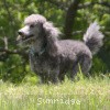 A photo of X. Twilight Princess, a silver standard poodle