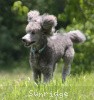 A photo of X. Twilight Princess, a silver standard poodle