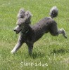 A photo of X. Twilight Princess, a silver standard poodle