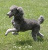 A photo of X. Twilight Princess, a silver standard poodle