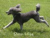 A photo of X. Twilight Princess, a silver standard poodle