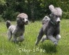 A photo of X. Twilight Princess, a silver standard poodle