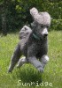 A photo of X. Twilight Princess, a silver standard poodle