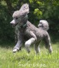 A photo of X. Twilight Princess, a silver standard poodle