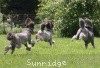A photo of X. Twilight Princess, a silver standard poodle