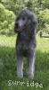 A photo of X. Twilight Princess, a silver standard poodle