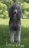 A photo of X. Twilight Princess, a silver standard poodle