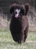 A photo of Sunridge Believe It Or Not, a blue standard poodle