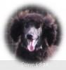 A photo of Sunridge Believe It Or Not, a blue standard poodle