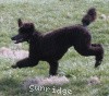 A photo of Sunridge Believe It Or Not, a blue standard poodle