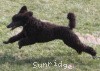 A photo of Sunridge Believe It Or Not, a blue standard poodle