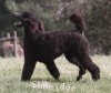 A photo of Sunridge Believe It Or Not, a blue standard poodle