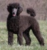 A photo of Sunridge Believe It Or Not, a blue standard poodle