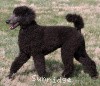 A photo of Sunridge Believe It Or Not, a blue standard poodle