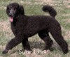A picture of Sunridge Believe It Or Not, a blue standard poodle