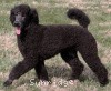 A photo of Sunridge Believe It Or Not, a blue standard poodle