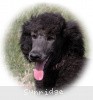 A photo of Sunridge Believe It Or Not, a blue standard poodle