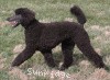 A photo of Sunridge Believe It Or Not, a blue standard poodle