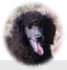 A photo of Sunridge Believe It Or Not, a blue standard poodle