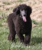 A photo of Sunridge Believe It Or Not, a blue standard poodle