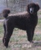 A photo of Sunridge Believe It Or Not, a blue standard poodle