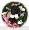 A photo of Hermes, a blue standard poodle