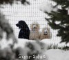 A photo of Sunridge Kiss of My Dreamz, a white standard poodle