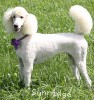 A photo of Sunridge Kiss of My Dreamz, a white standard poodle