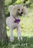 A photo of Sunridge Kiss of My Dreamz, a white standard poodle