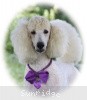 A photo of Sunridge Kiss of My Dreamz, a white standard poodle