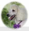 A photo of Sunridge Kiss of My Dreamz, a white standard poodle