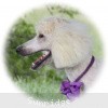 A picture of Sunridge Kiss of My Dreamz, a white standard poodle