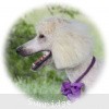 A photo of Sunridge Kiss of My Dreamz, a white standard poodle