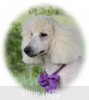 A photo of Sunridge Kiss of My Dreamz, a white standard poodle