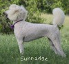 A photo of Sunridge Kiss of My Dreamz, a white standard poodle